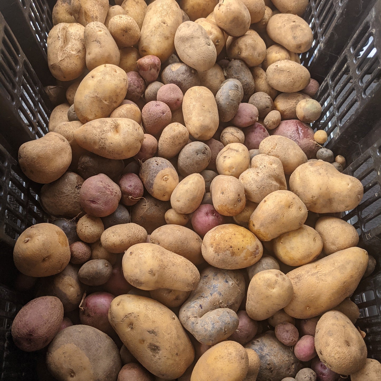 Potatoes