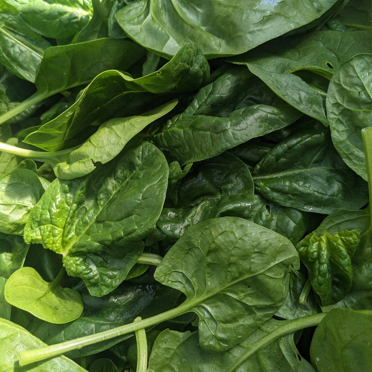 Spinach