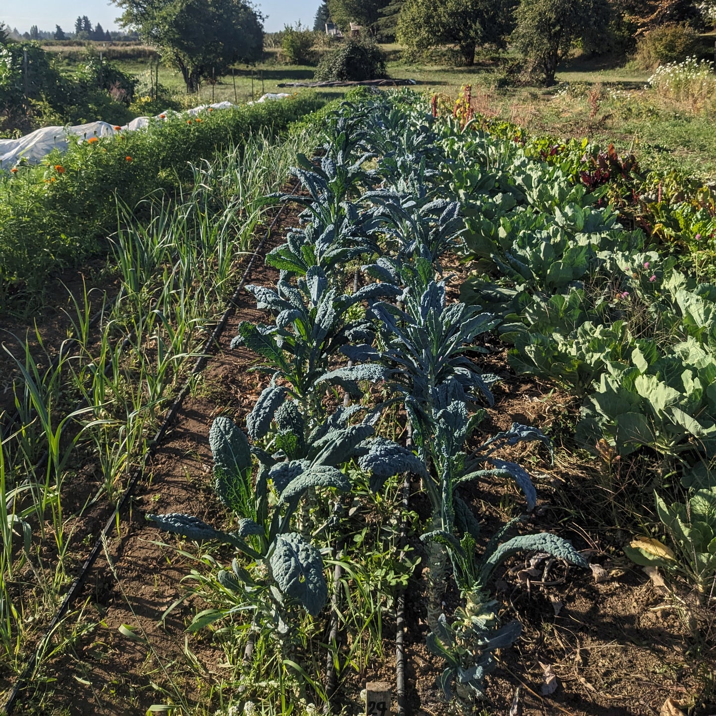 Kale Plants 6 pack mix