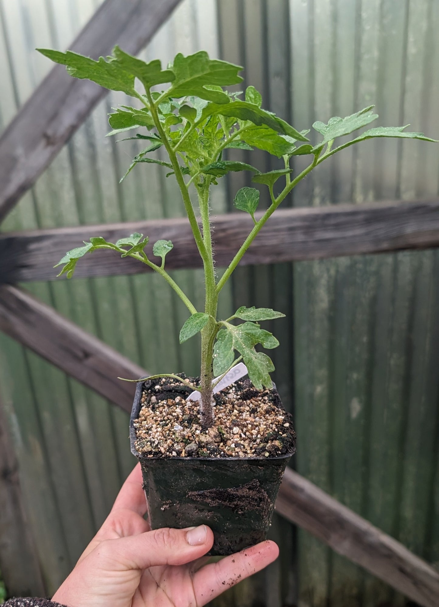 Tomato Plant "Black Krim"Heirloom 4" Pot image 0