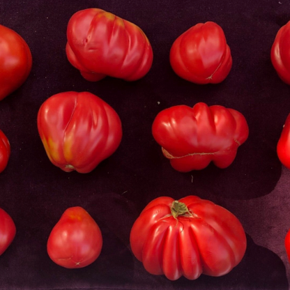 Tomato Plant "Astiana" Roma/slicer 4" Pot image 1