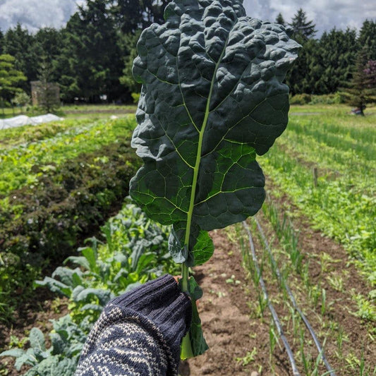 Kale image 0