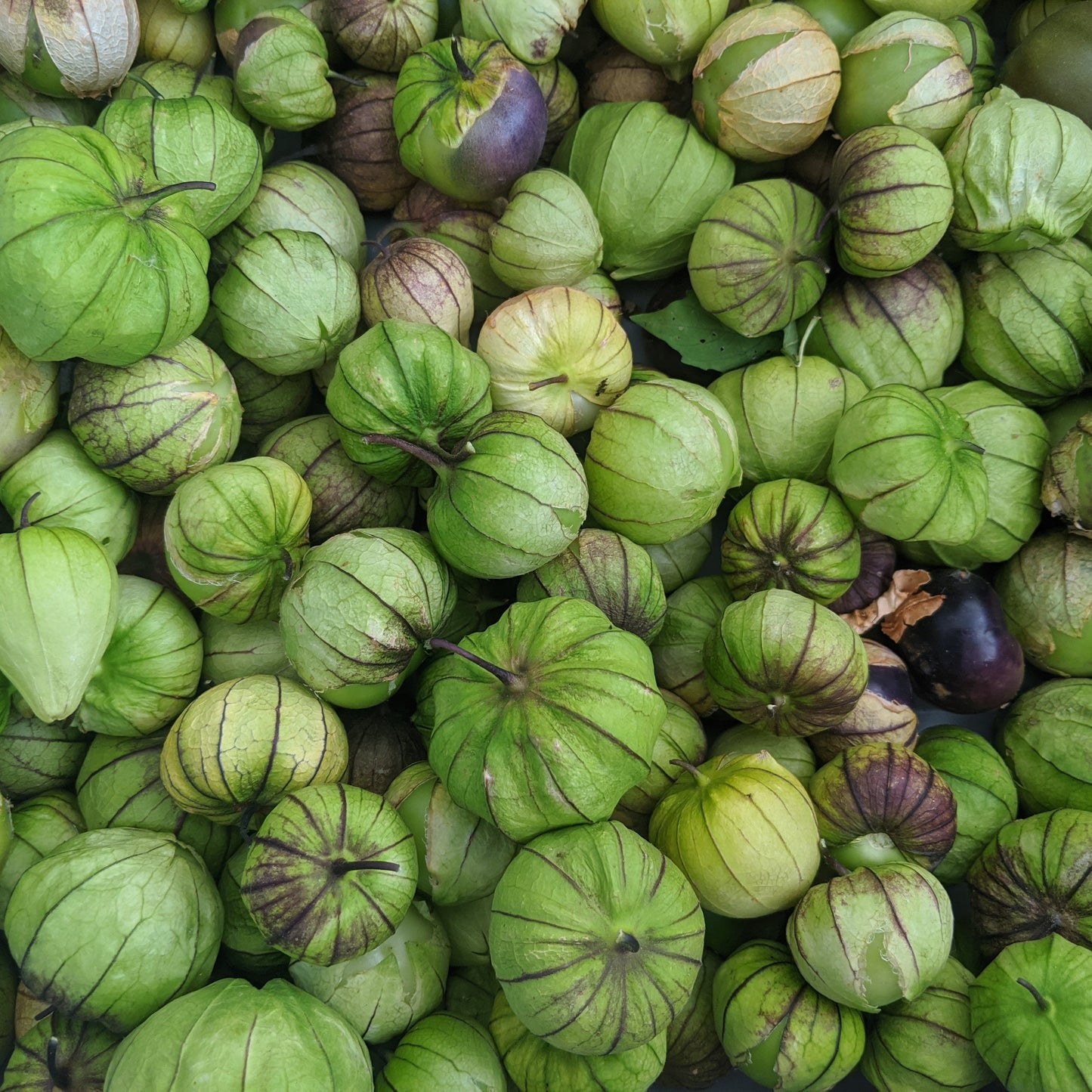 Tomatillos image 0