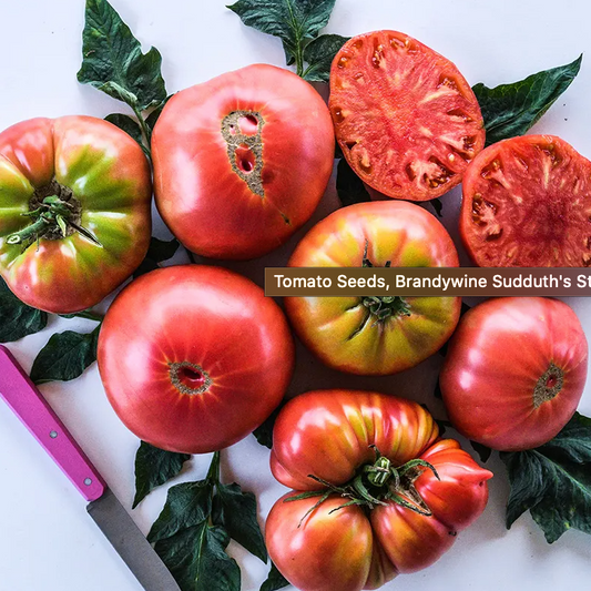Tomato Plant "Brandywine" Heirloom 4" Pot image 1