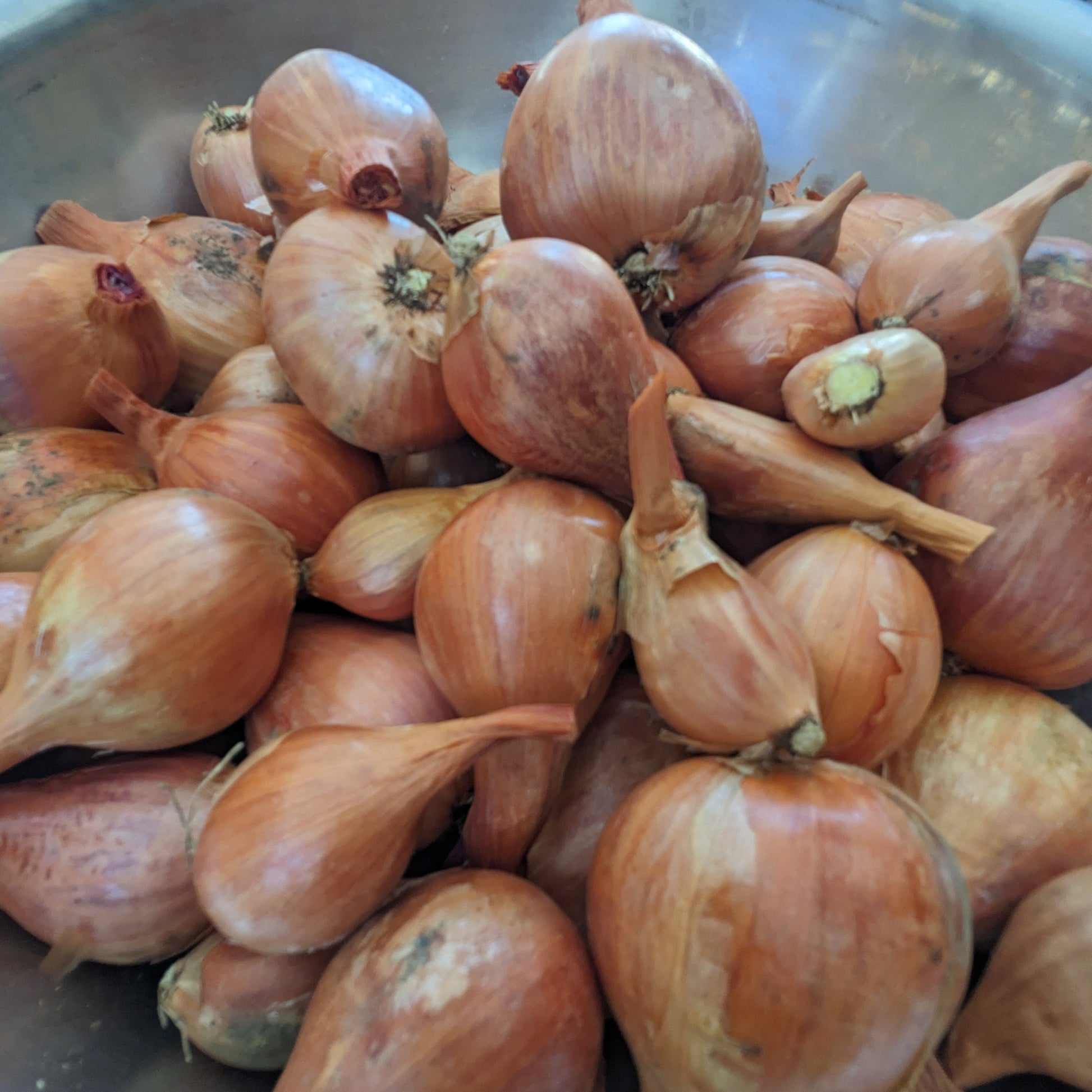 Shallot image 0