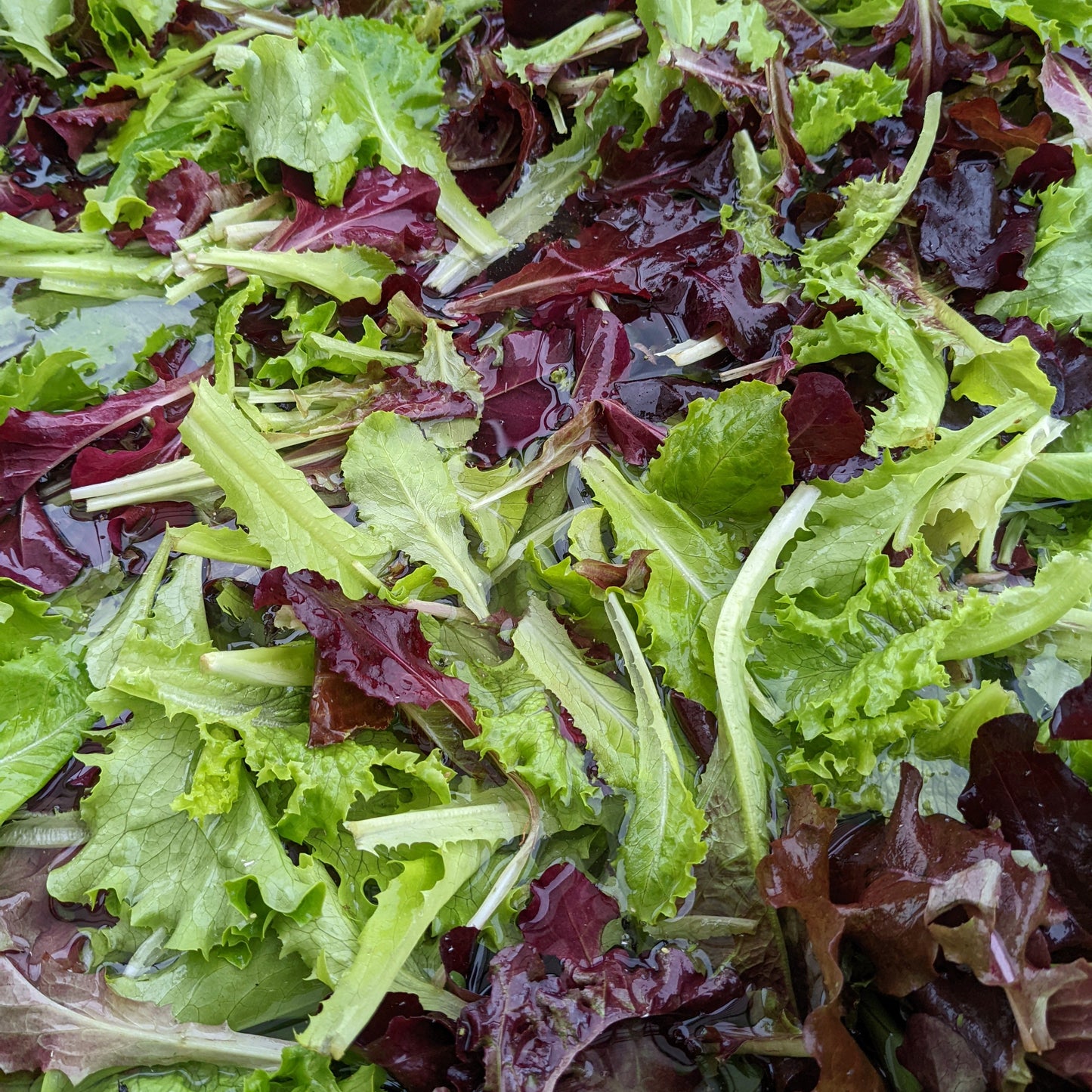 Salad Mix- 1/2# image 0