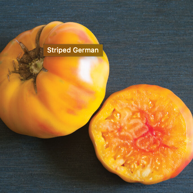 Tomato Plant "Striped German" Heirloom 4" Pot image 1
