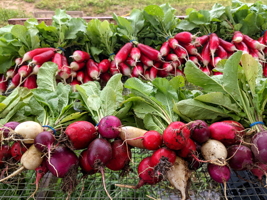 Easter Egg Radishes image 0