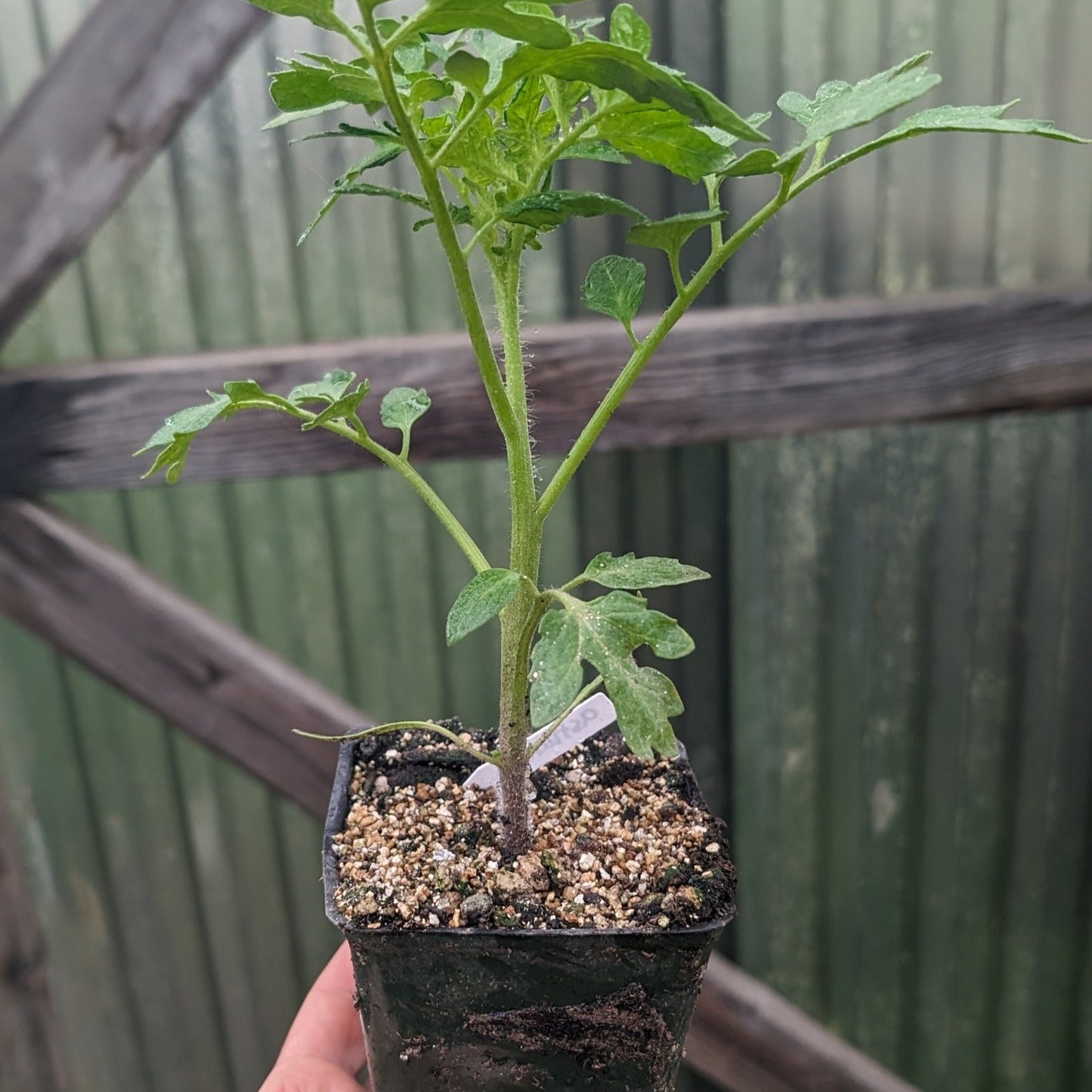 Tomato Plant "Sungold" Cherry 4" Pot image 0