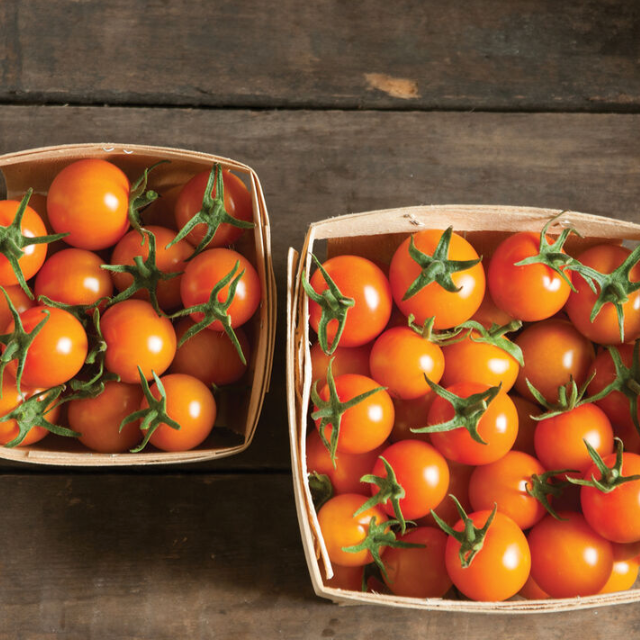 Tomato Plant "Sungold" Cherry 4" Pot image 1