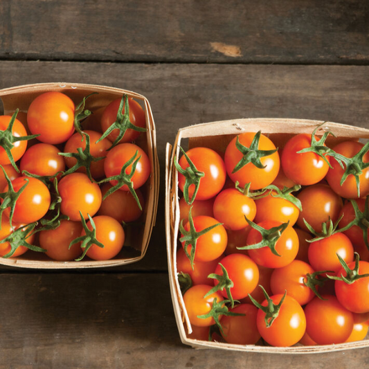 Tomato Plant "Sungold" Cherry 4" Pot image 1