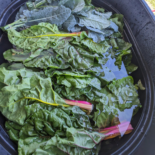 Rainbow Chard image 0