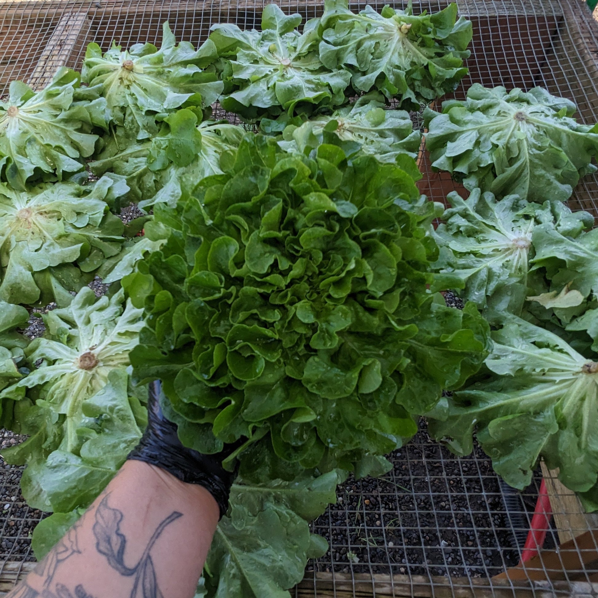Green Butter Lettuce image 0