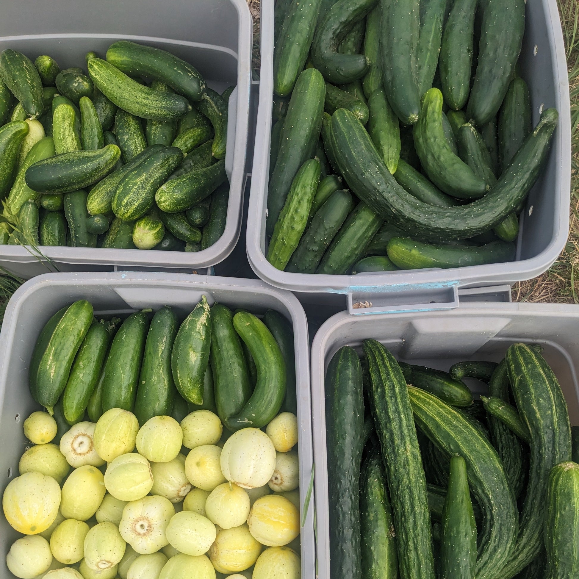 Slicing Cucumbers image 0