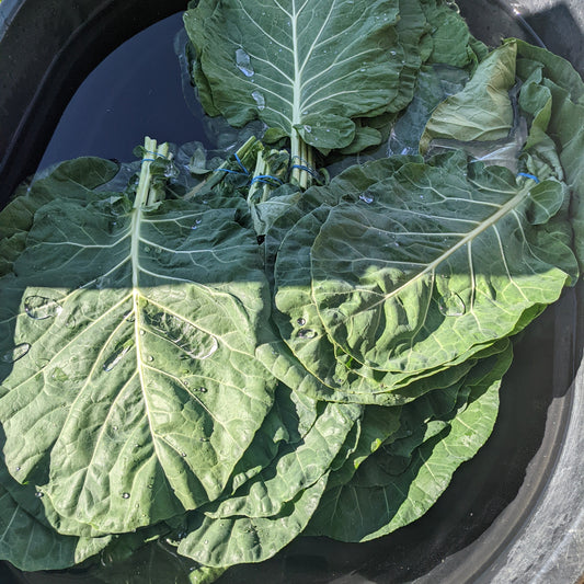Collard Greens image 0