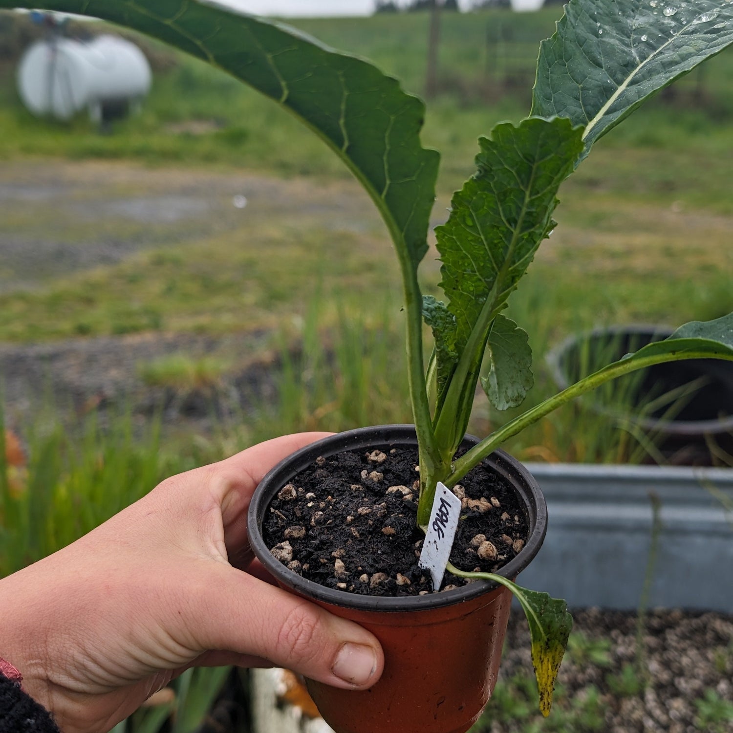 Kale Plant 4" Pot image 0