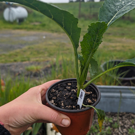 Kale Plant 4" Pot image 0