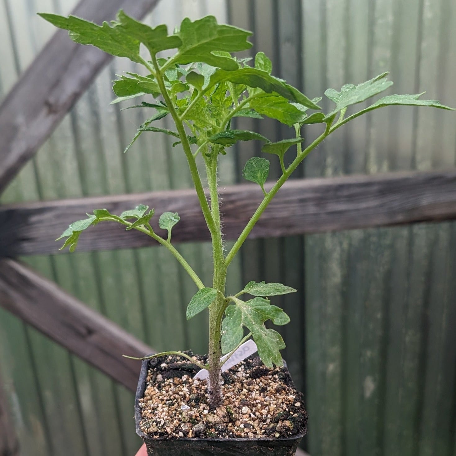 Tomato Plant "Green Tiger" Cherry/Plum 4" Pot image 0