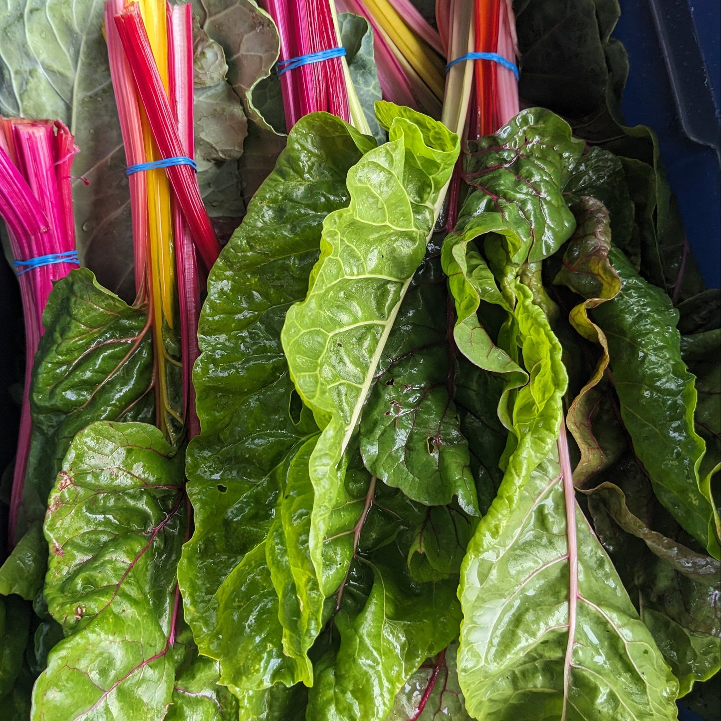 Swiss Chard Plant 4" Pot