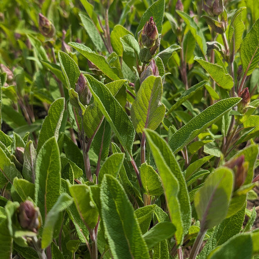 Sage (bunched)