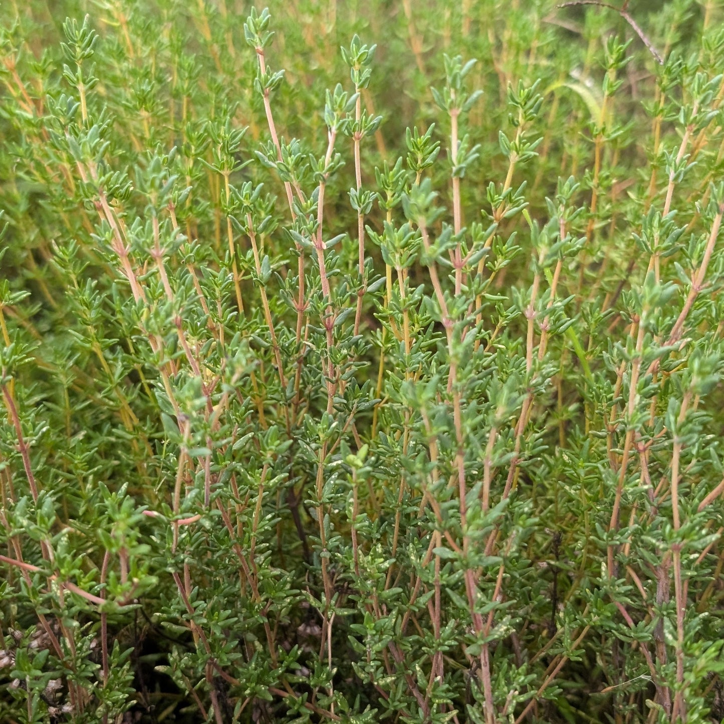 Thyme (bunched)