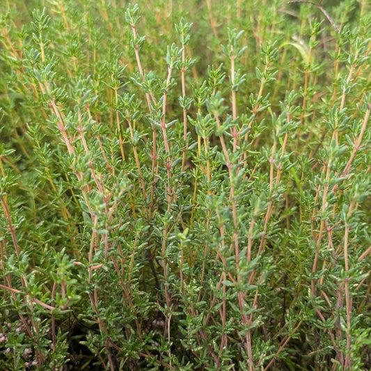 Thyme (bunched)