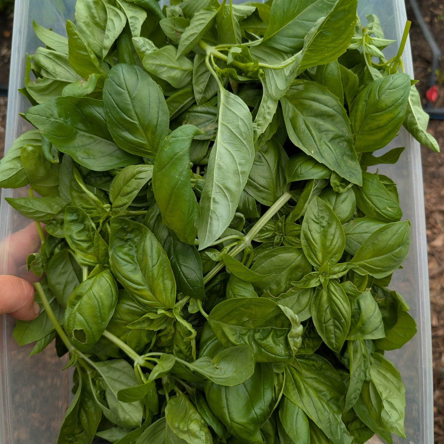 Italian Basil