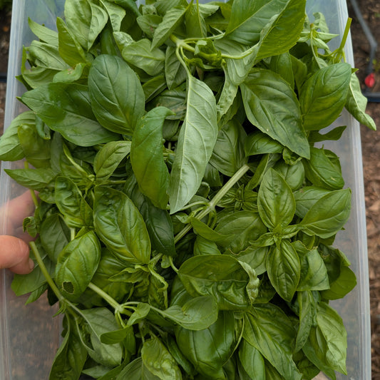 Italian Basil