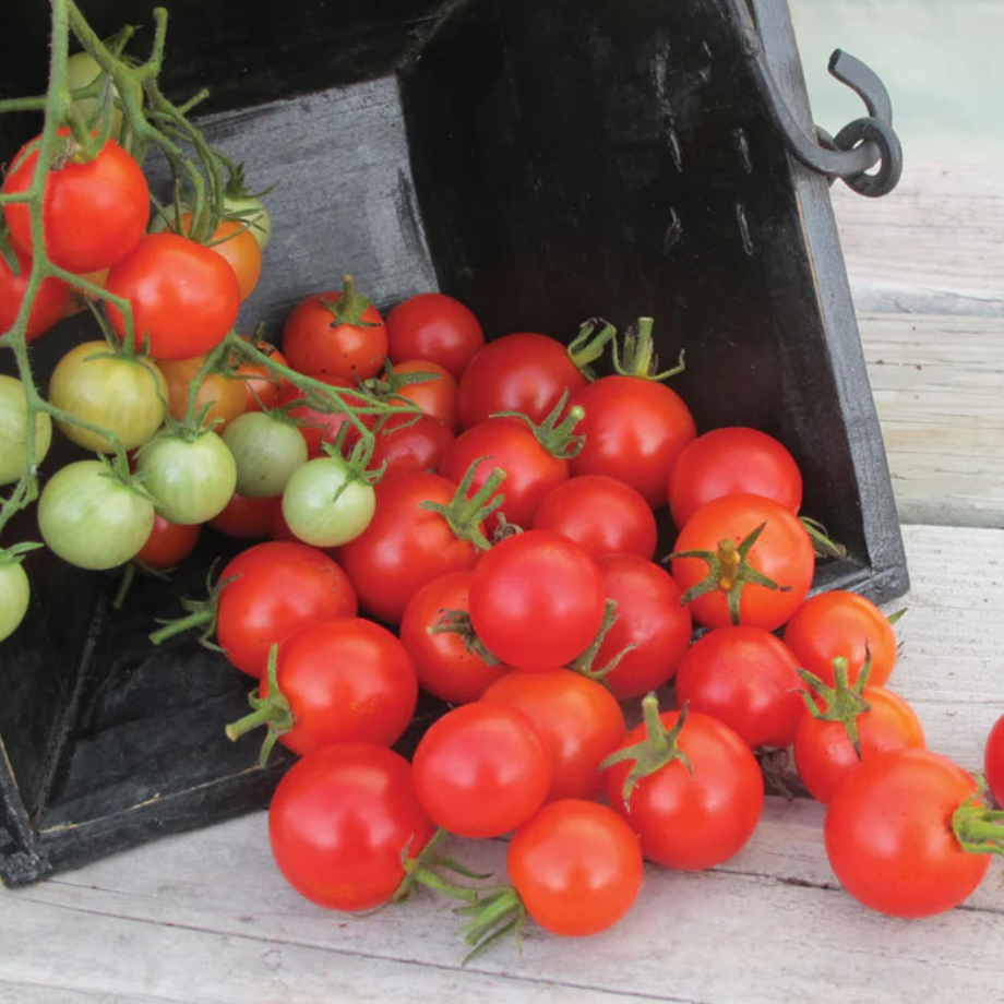 Tomato Plant Red Cherry Buzz 4" pot