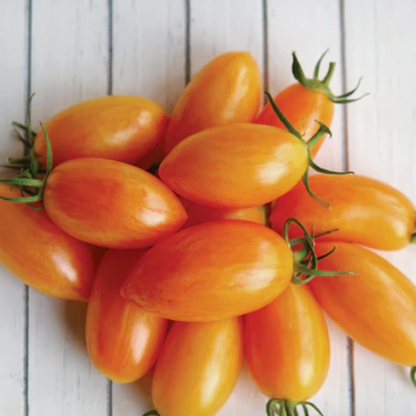 Tomato Plant "Blush" Cherry/Plum 4" Pot image 1