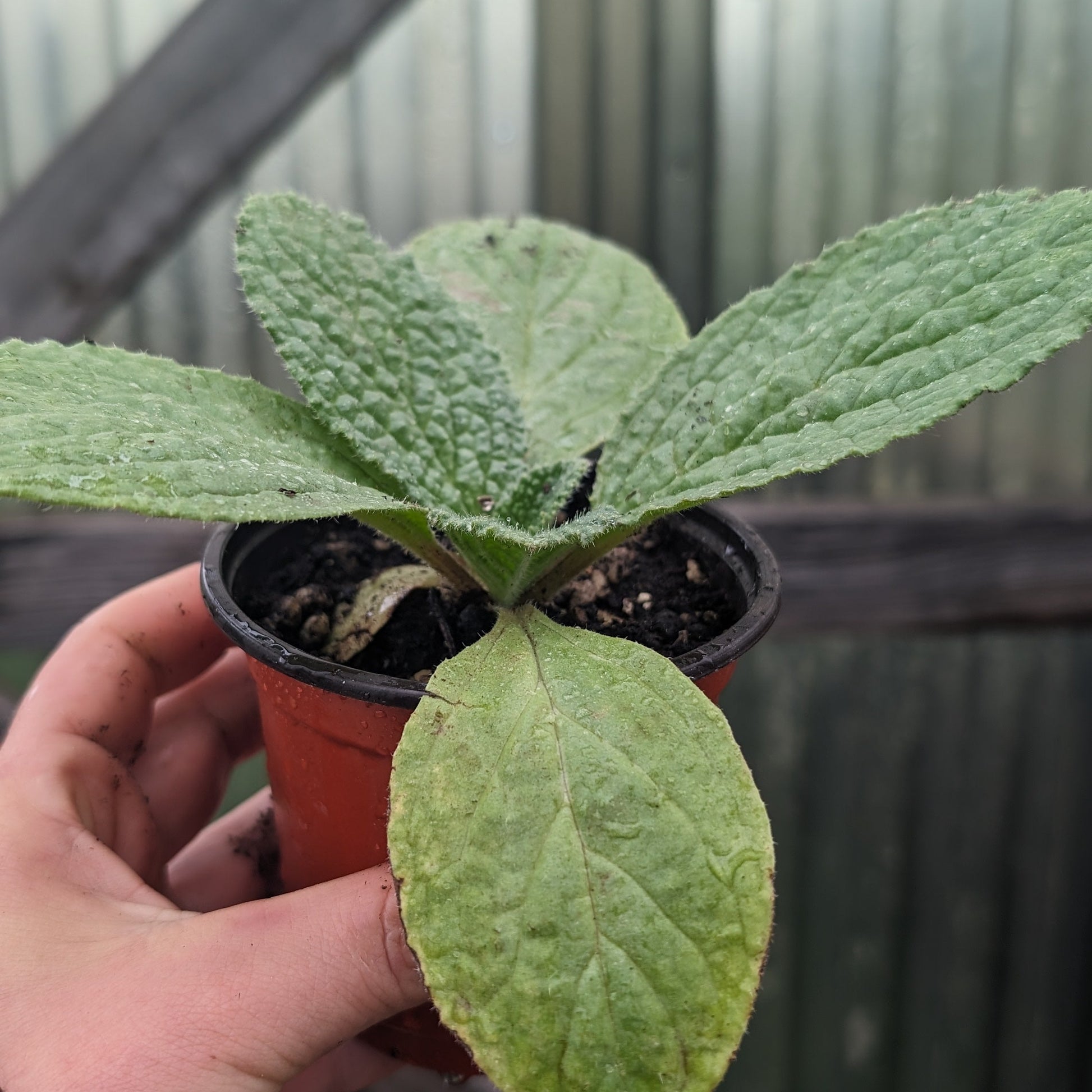 Borage Plant 4" Pot image 0