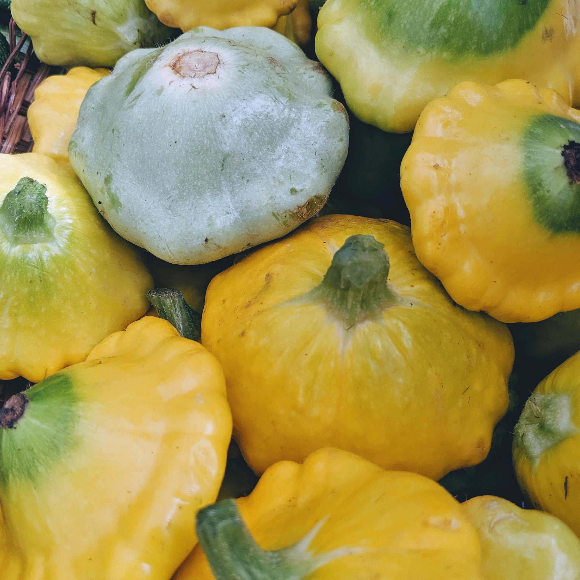 Patty Pan Summer Squash image 0