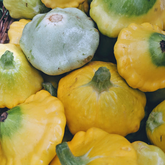 Patty Pan Summer Squash image 0